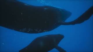 Unreal Engine Cinematic  Swimming with Whales