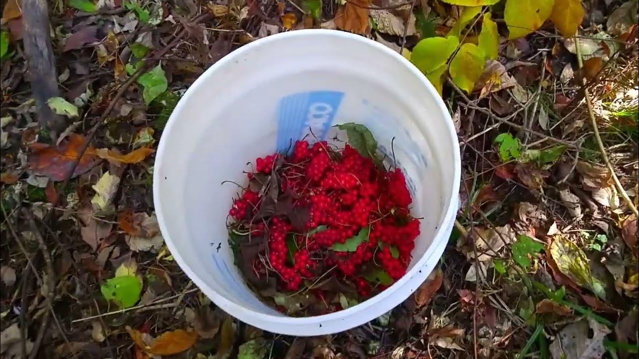 ЛИМОННИК КИТАЙСКИЙ ЗАГОТОВКА И ПЕРЕРАБОТКА ЯГОДЫ НА ЗИМУ. Дары ...