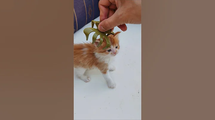 Watch the video about Kitten Vs The clipper climbing cat 🐱| Cat sound | Cat video Cat | Cat voice | Persian cat sound Cat