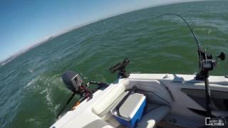 24KSportFishing Oyster Point Marina Halibut Fishing San Francisco Bay July 9th 2017