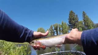 A Little Fly Fishing on the Feather River (Middle Fork)