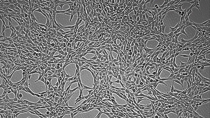 NIH-3T3 cell growth by using JuLI Br