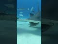 Capture de la vidéo Sharks In The Ocean#Short#Sea#Shark