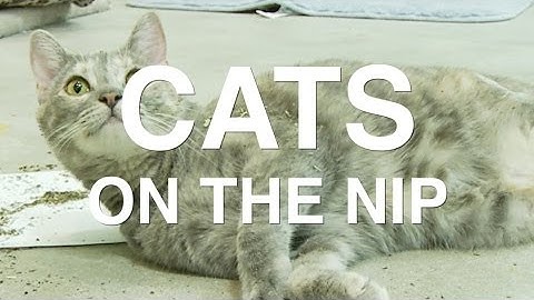 The 5 Stages of Catnip - Cats On The Nip
