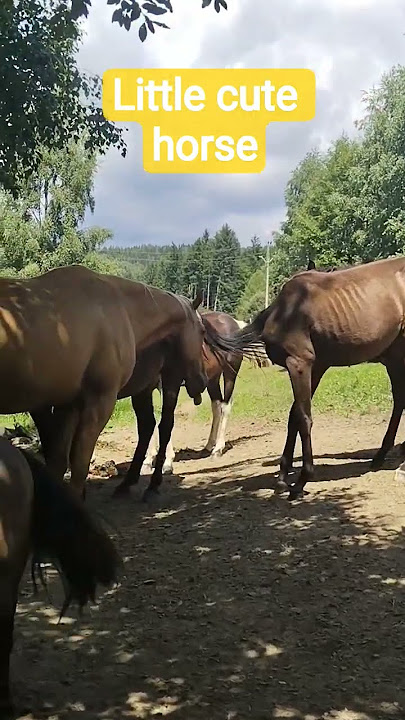 Little cute horse #amazing #viral #horse #animals #czech