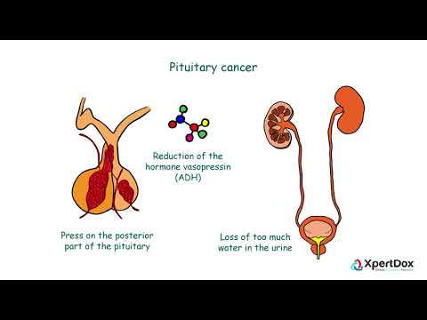 What is Pituitary