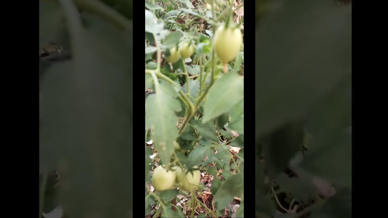 THE BEAUTY OF UNRIPE TOMATO FRUITS 