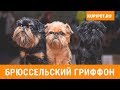 БРЮССЕЛЬСКИЙ ГРИФФОН ВСЕ О ПОРОДЕ. ИНТЕРЕСНЫЕ ФАКТЫ