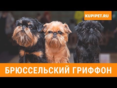 Видео: Бъг