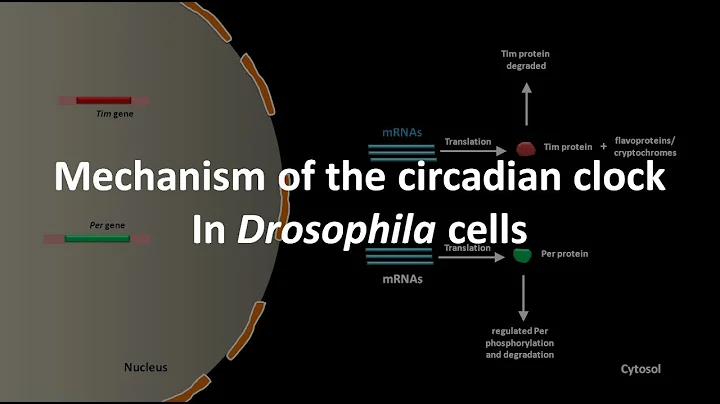 Circadian clock mechanism in Drosophila