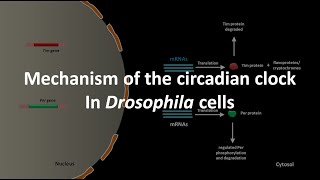 Circadian clock mechanism in Drosophila