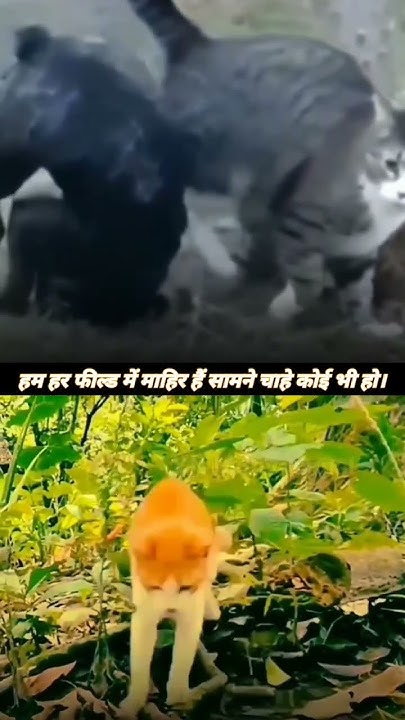 we-are-expert-in-every-field-motivational
