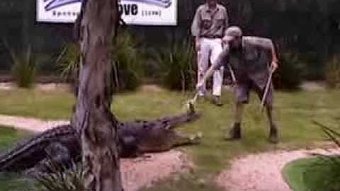 Huge Saltwater Crocodile - Yummy Chicken (Typical Darwin Pool)