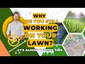 Winterizing Your Lawn for a Lush Spring: Essential Tips and Tricks