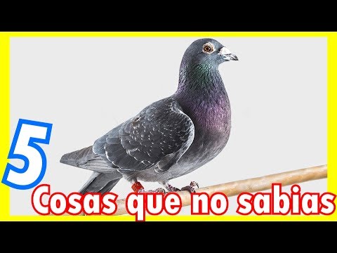 Video: Como Se Ven Las Palomas