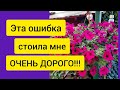 Моя бедная ПЕТУНИЯ😭//Не совершайте моих ошибок!!!