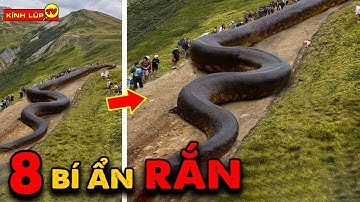 🔥 8 Bí Ẩn Ly Kỳ và Thú Vị về Loài Rắn 100 Người Thì 99 Người Không Biết | Kính Lúp TV