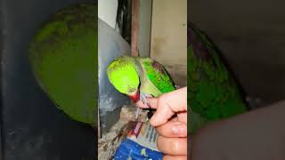 MITHU IS DOING HANSHAKE🤣😍🥰🤩😘 #parrot #greencolor #bird #greenparrot #parrotstars #parrotgreen #viral