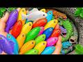 Catch Beautiful Aquarium Fish in Small Pond Baby Turtles, Blu Guppies, Red Parrotfish, Rat Fish, Eel