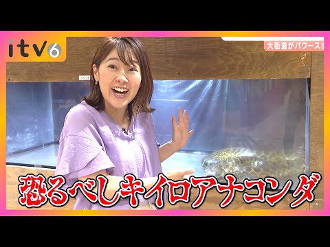 【全長３ｍのヘビも】幸運を呼ぶ⁉白ヘビも…世界のヘビが愛媛・松山に集結！