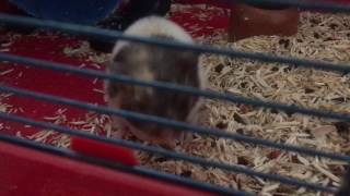 Download Lagu Hamster laatste levensfase (9-8-2016, filmpje 1) MP3