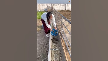Why are Chinese Farmers Putting Squirrels in Goat Pens? 🐿️🤔
