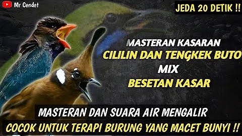 MASTERAN KASARAN CILILIN DAN TENGKEK BUTO MIX BESETAN KASAR || JEDA 20 DETIK !!