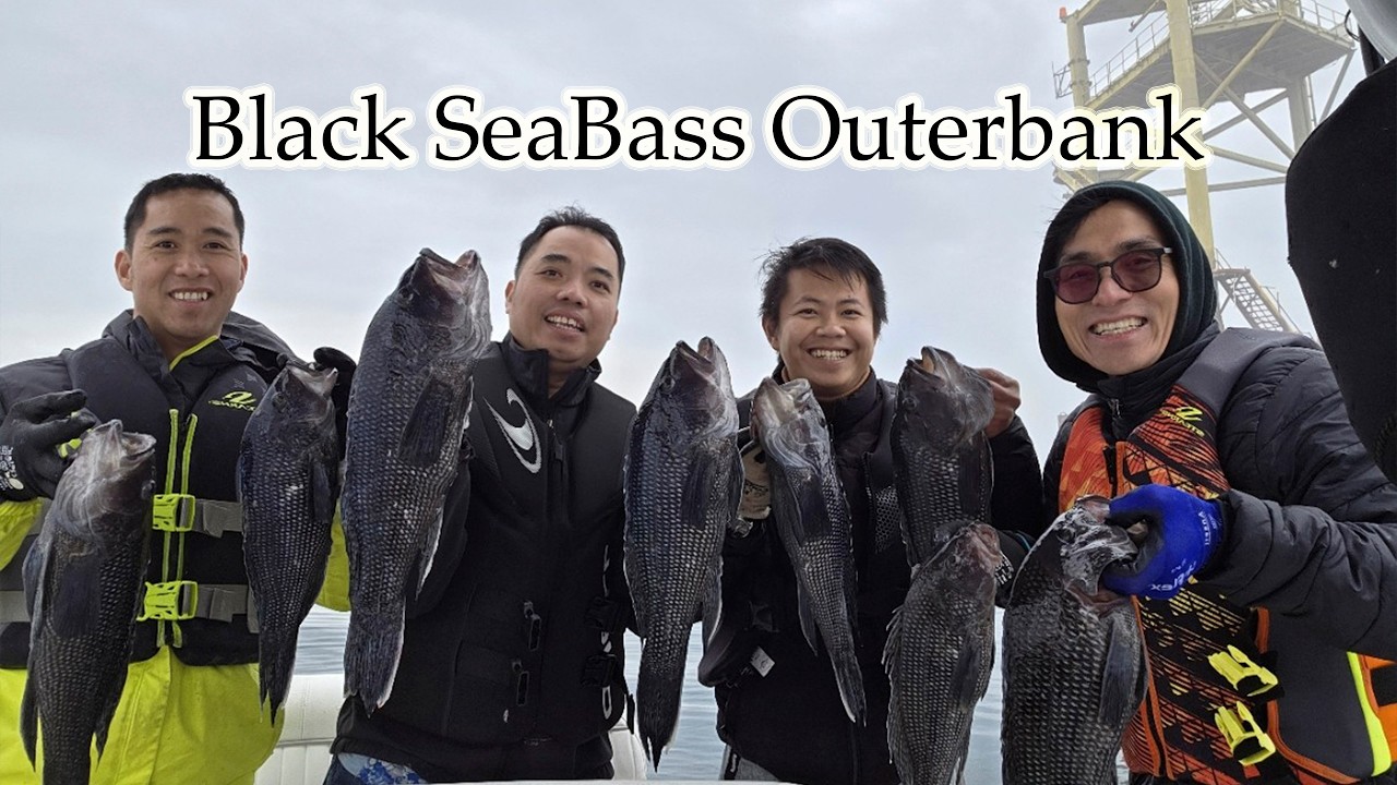 Câu cá biển. Black Sea Bass Offshore fishing Outerbank NC