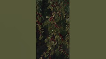 القارئ عبدالله الموسى