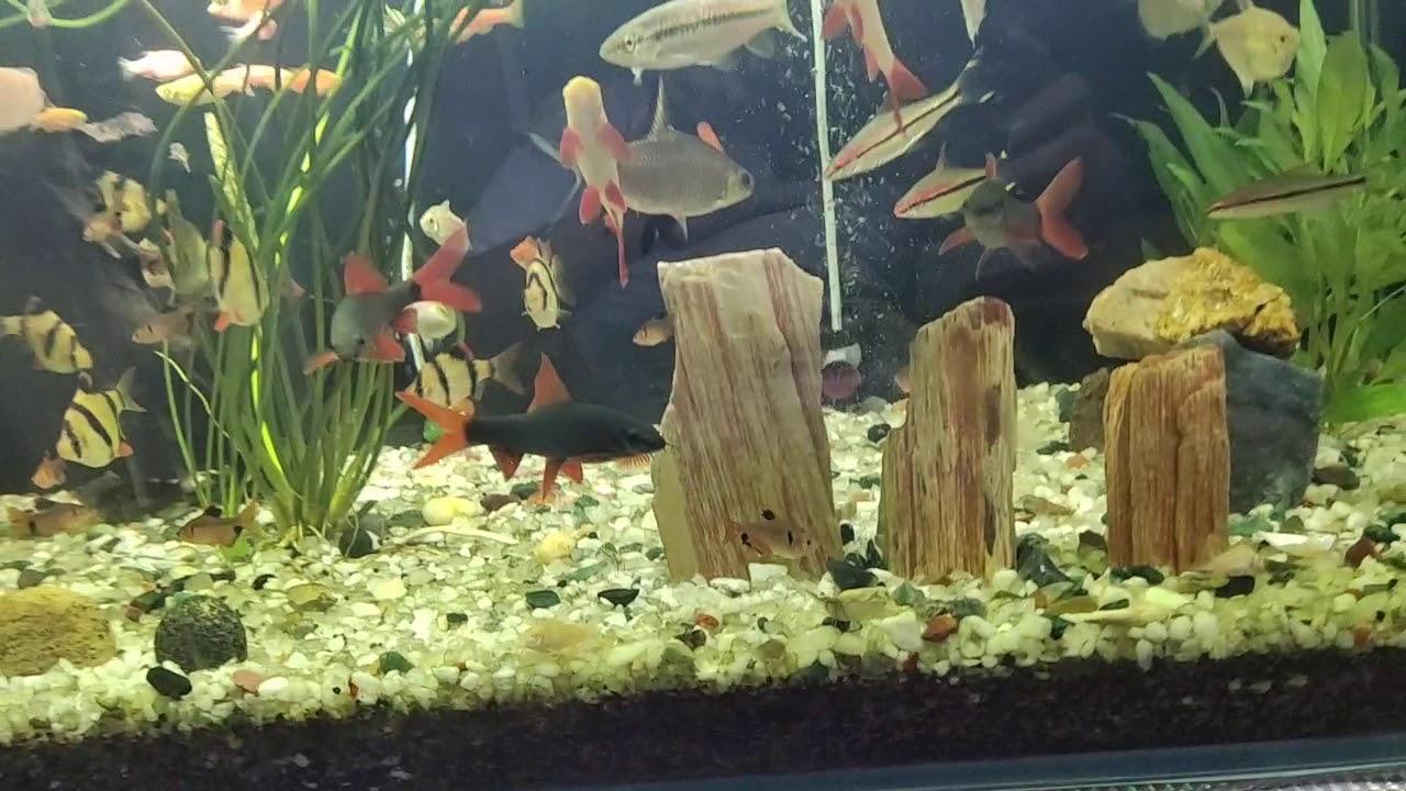 D D Fish tanks YouTube