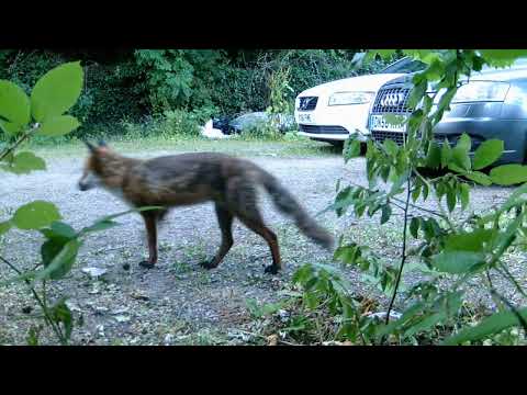 Fox party with uninvited guests   Made with Clipchamp 1