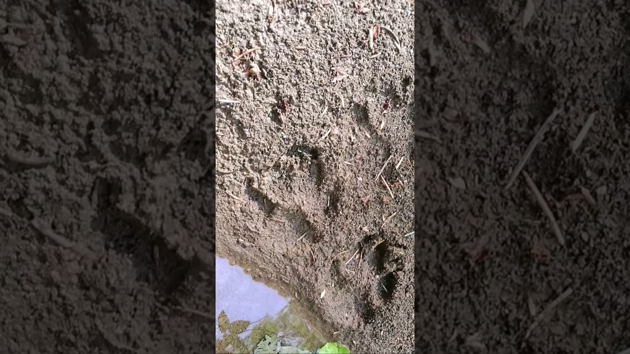 Cougar or wolf? Can you tell me for certain. Big animal track. Abenaki Language 
