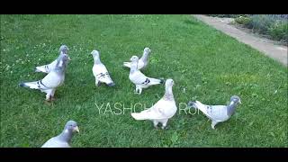 Голуби Адана ( складчастые голуби Алепу) Украина