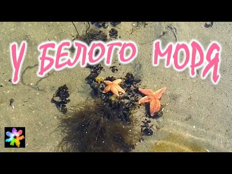🌊✨ Берег Белого