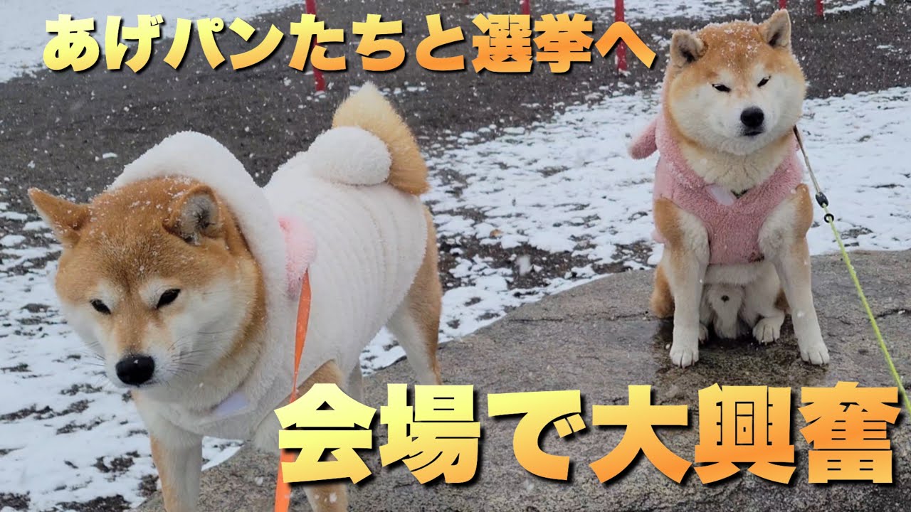 柴犬と娘と、初めての雪遊び＆選挙も…会場でテンション爆上げな柴犬