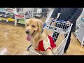 【カインズ】ホームセンターで犬用カートに乗ってお買い物♪のハズが…