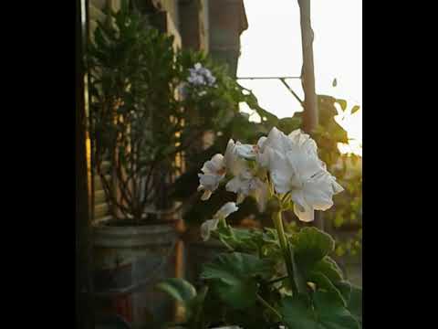 اعطنى الناى وغنى مقطع هل فرشت العشب ليلا فيروز