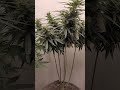 Next Grow 🥦🫠🤫 1 Random & 5 Black Muffins von Sweet Seeds #gardening #420 #sweetseeds #indoor