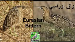 صوت واق اوراسي song call eurasian bittern