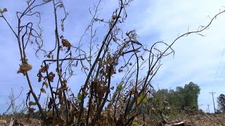 82 counties in North Carolina declared ‘natural disaster areas’ by US government