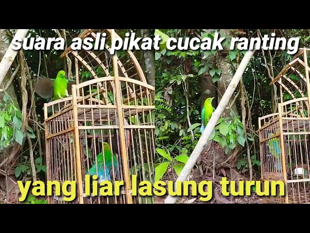 suara asli pikat cucak ranting memanggil yang liar langsung turun ati jong cocok untuk masteran class=