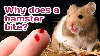 Why does a hamster bite? 🐹😡🐹😡🐹😡