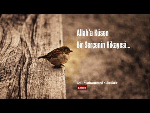 ALLAH'a Küsen Bir Serçenin Hikayesi | Büyük İbret Verir | Hacı Bayram Veli Kitabından Bir Hikaye