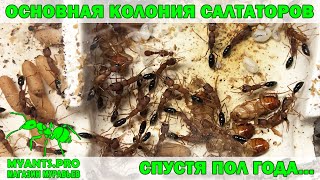 Основная колония муравьев Harpegnathos saltator (Салтаторы)