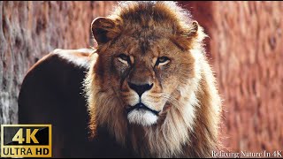 Animals & Wildlife 4K ULTRA HD / 4K TV • Relaxing Music and Nature Sounds 4K TV