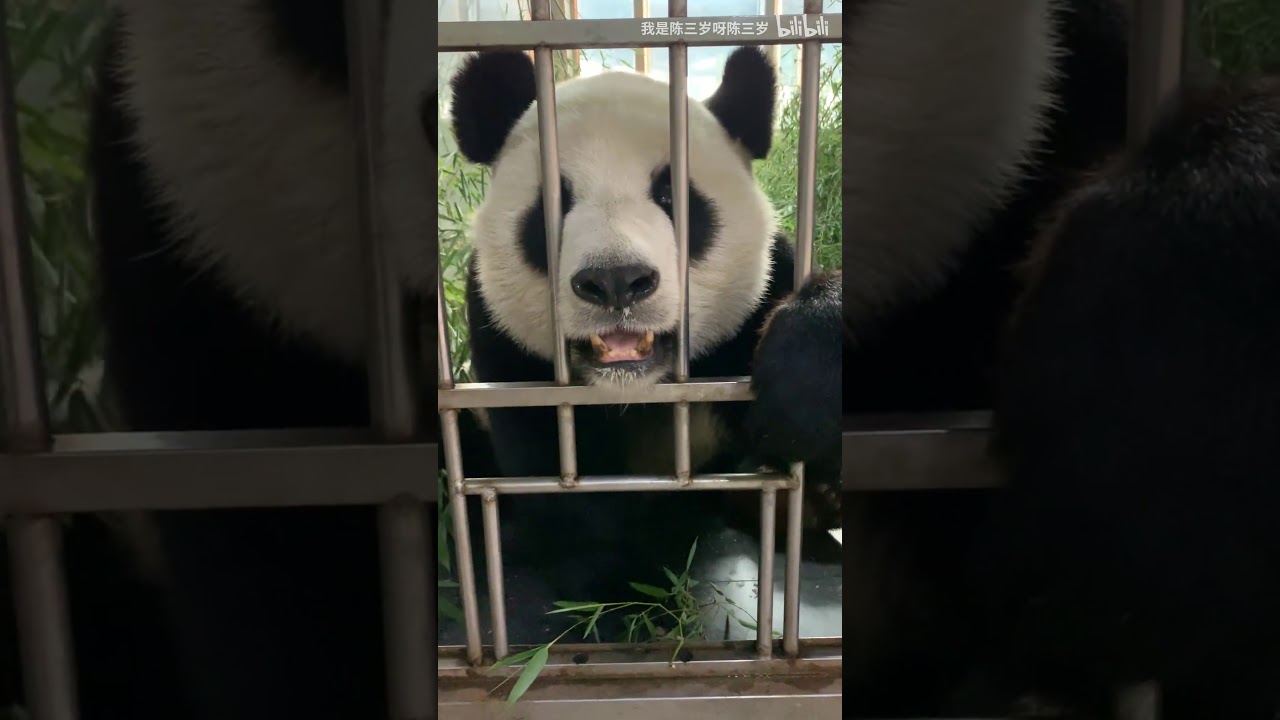 Panda Jin Humeeting us after work . YouTube