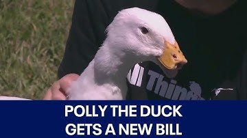 Polly the Duck to get new 3D-printed prosthetic bill | FOX 7 Austin