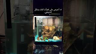 تغير مياه أحواض الأسماك بشكل صحيح و أمن ? aquarium fish shrimp nature animal snail fishtank