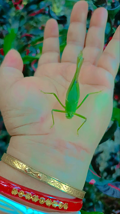 It is the Smaller shiny jewelbeetleYp-2751 #beautifulinsects#nature#anyuniqueanimals#funnyinsects