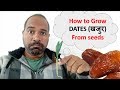 How to Grow Dates Palm from seeds setp by step Part 1,  खजुर के बिज से पौधा उगाए